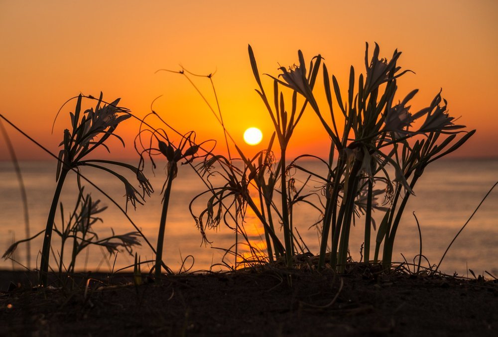 Дети Солнца
