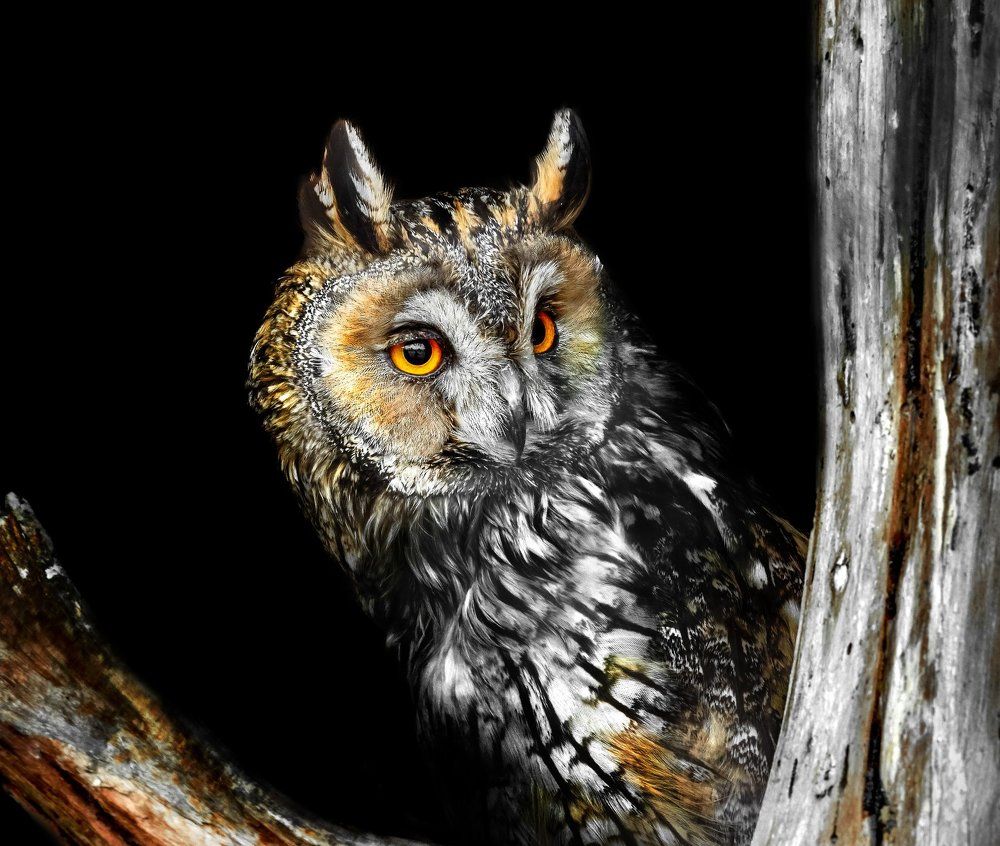 Ушастая сова