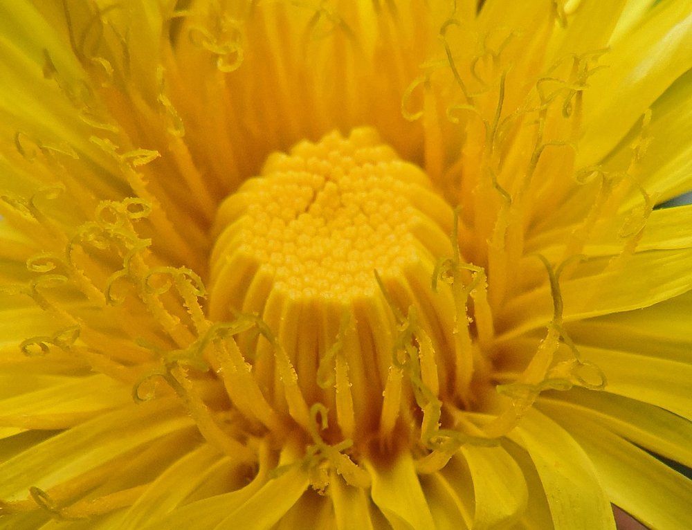 The Centre of a Dandelion