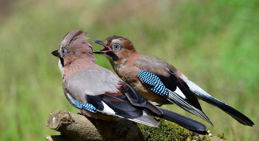 Мама! Кушать!