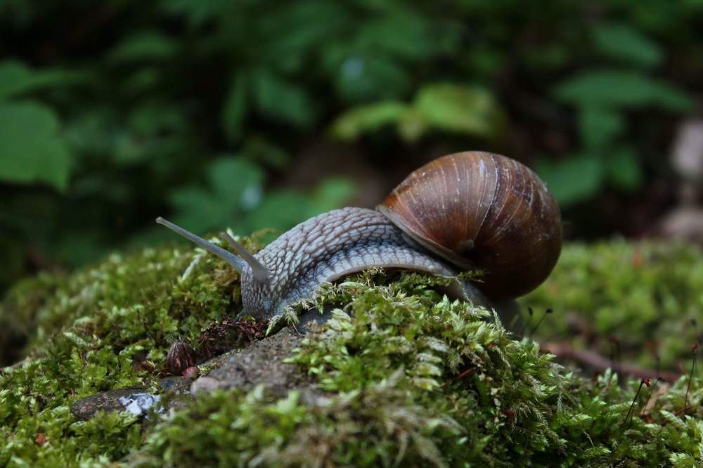 Photograph by Олексій Долинний