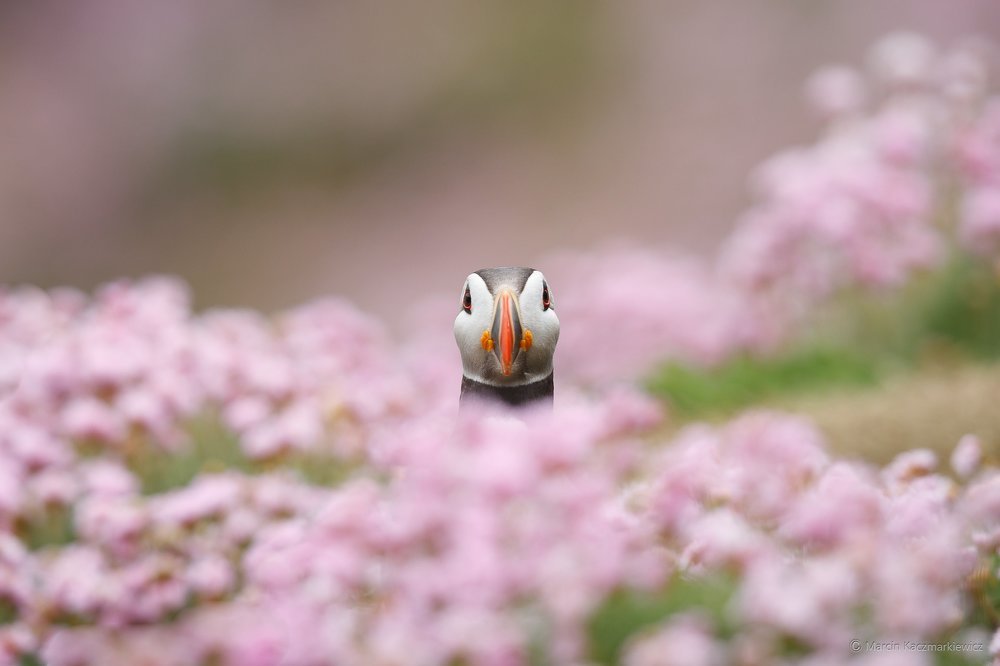 Puffin the flower