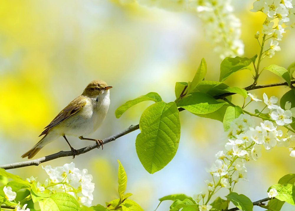 Белая черемуха весны