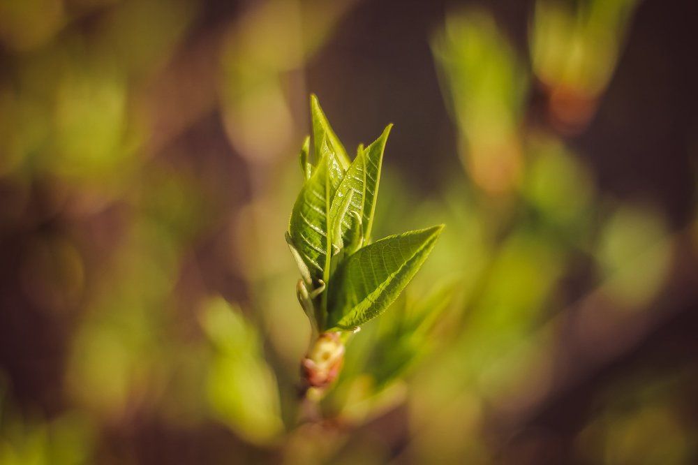 Распускание