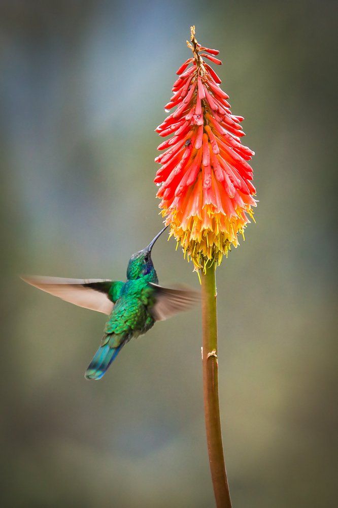 Колибри и цветок
