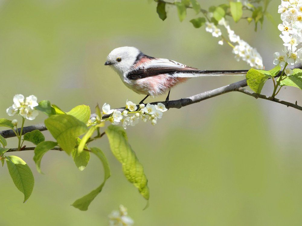 На цветущей черемухе