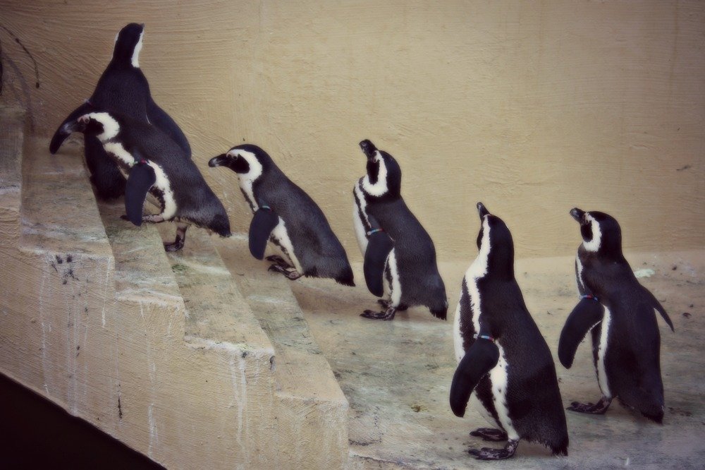 Gentelmens in black suits