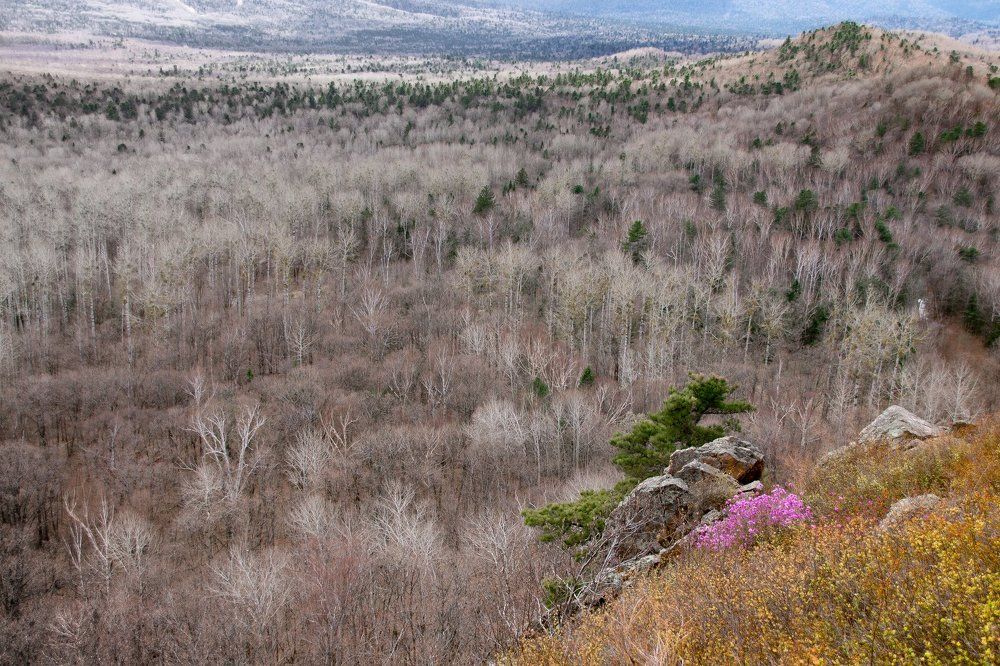 Цветущие сопки Большехехцирского заповедника