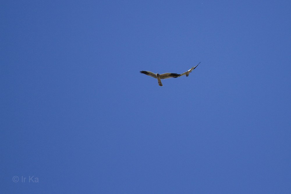 Вальс лугового луня