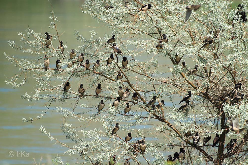 Угомонились