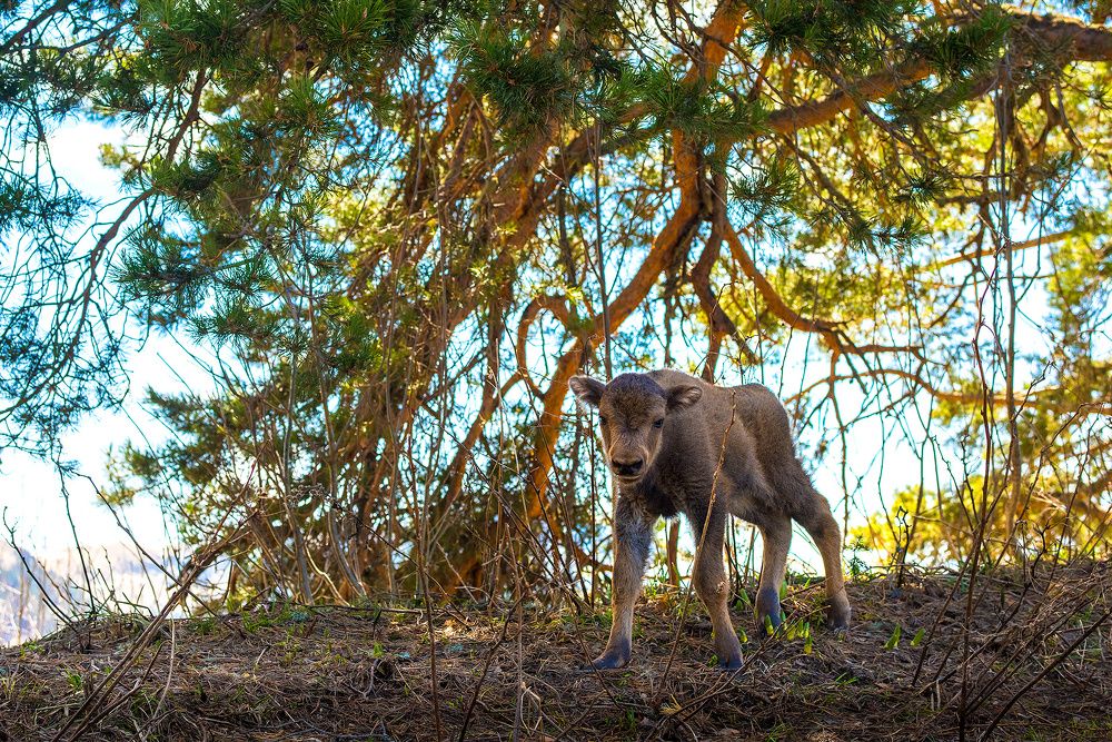 Первая встреча