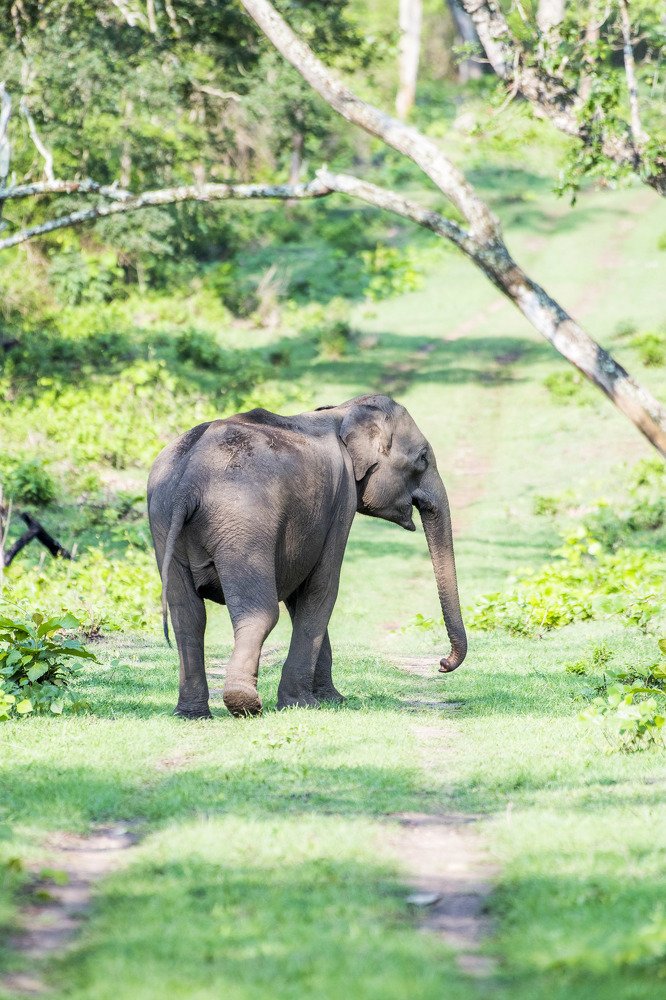 Asian elephant enjoying the morning