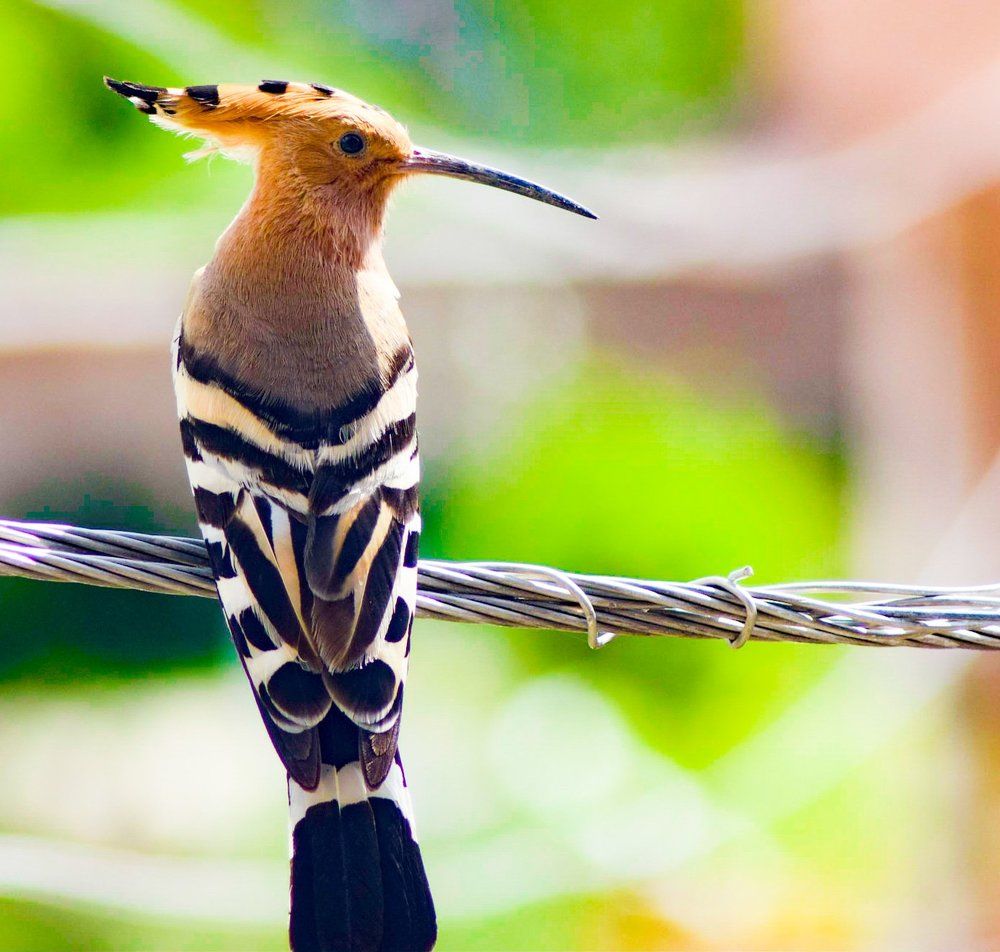 Hoopoe