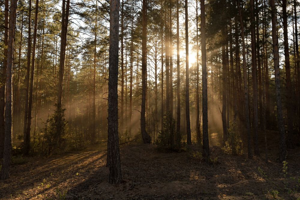 Вечерний лес.
