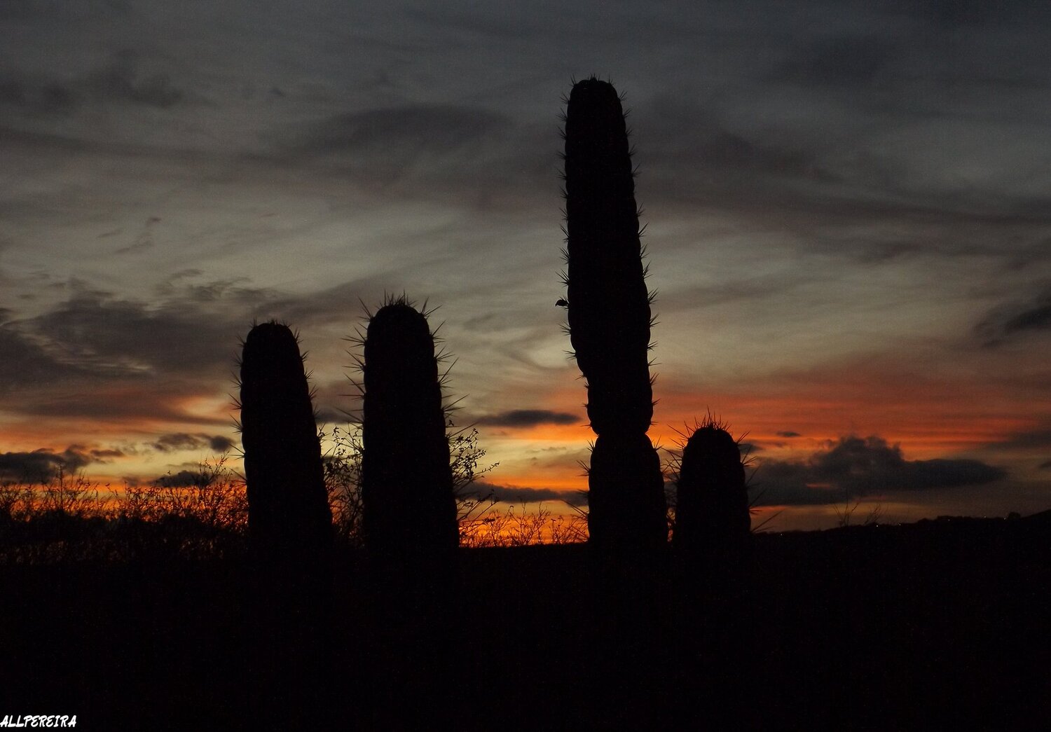 Cactus mandacarú