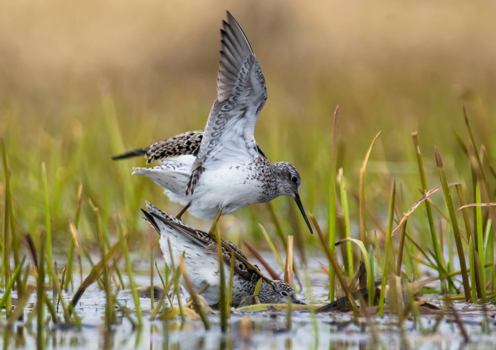 Весна. Поручейники.