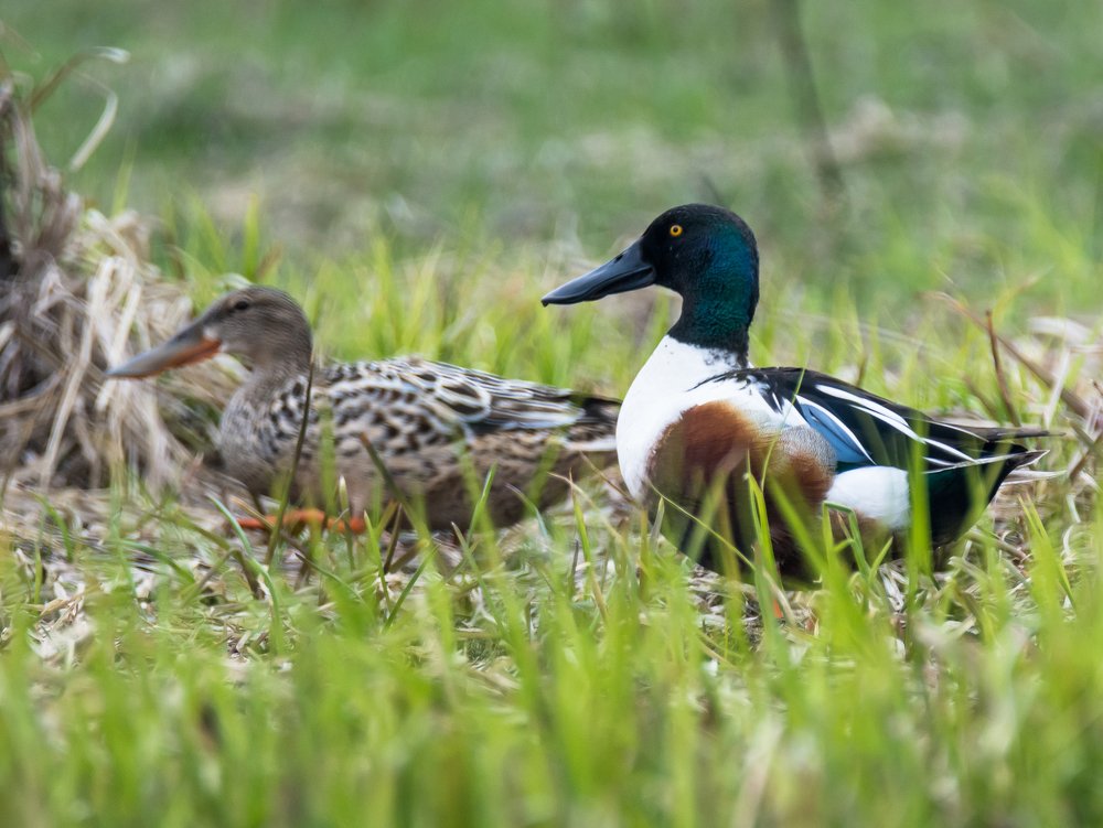 Широконоски.
