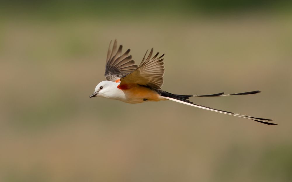 Texas Bird of Paradise in flight