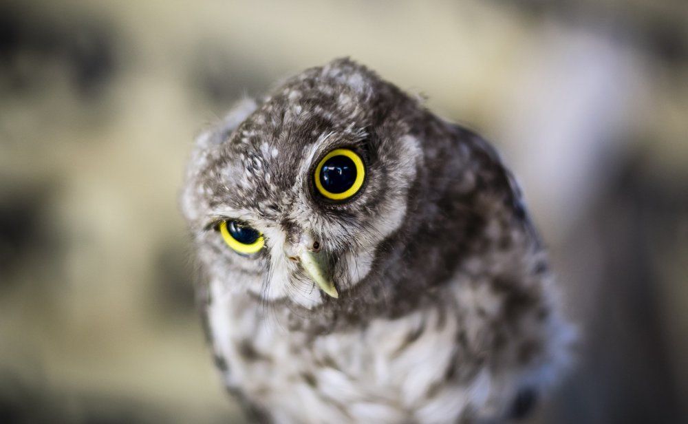 Inquisitive
