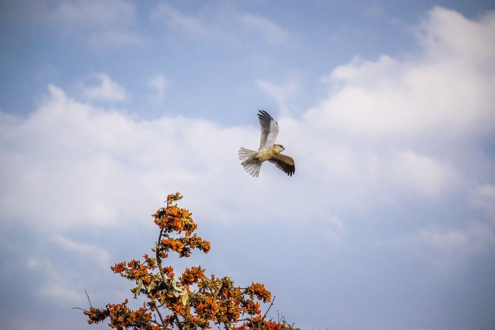 Let's Fly