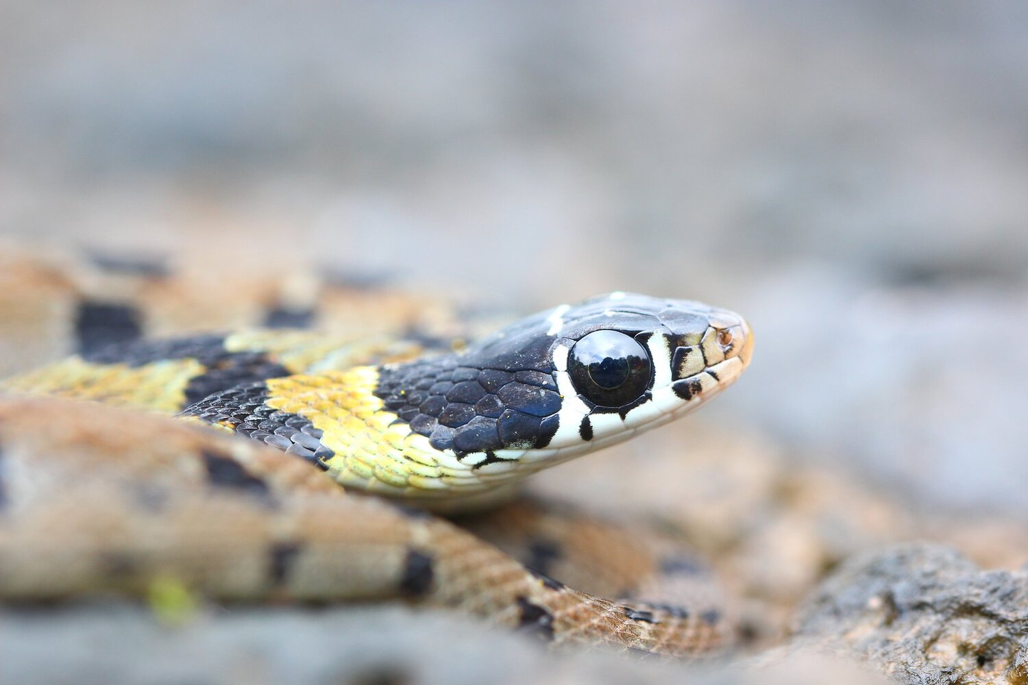 Speaking eyes