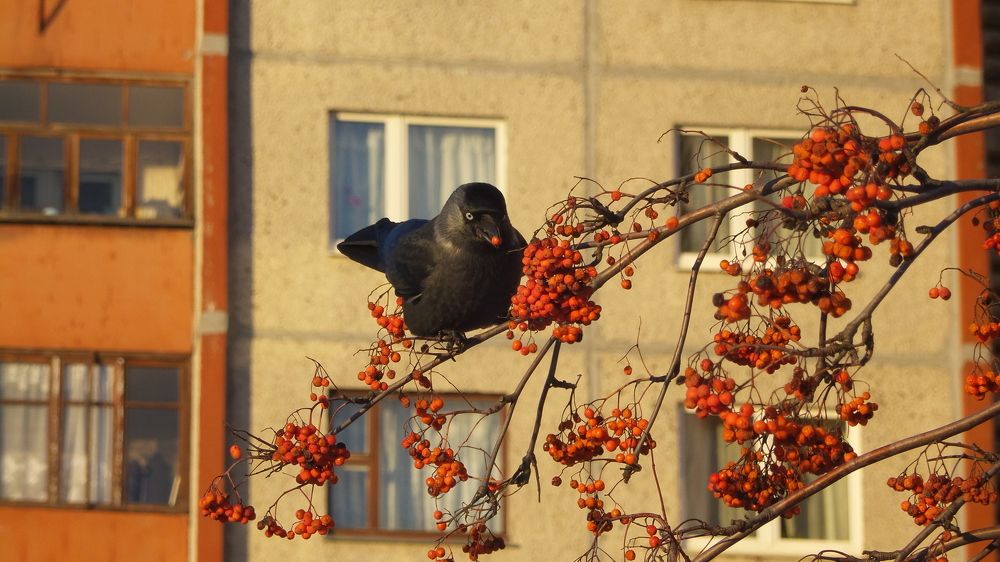 Рябина красная
