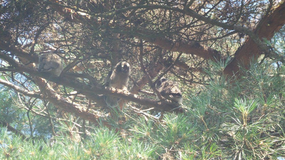 Жители нашего парка