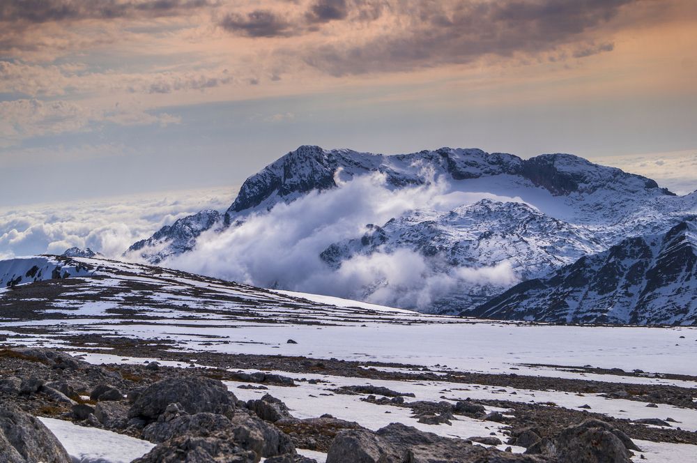 белая голова.