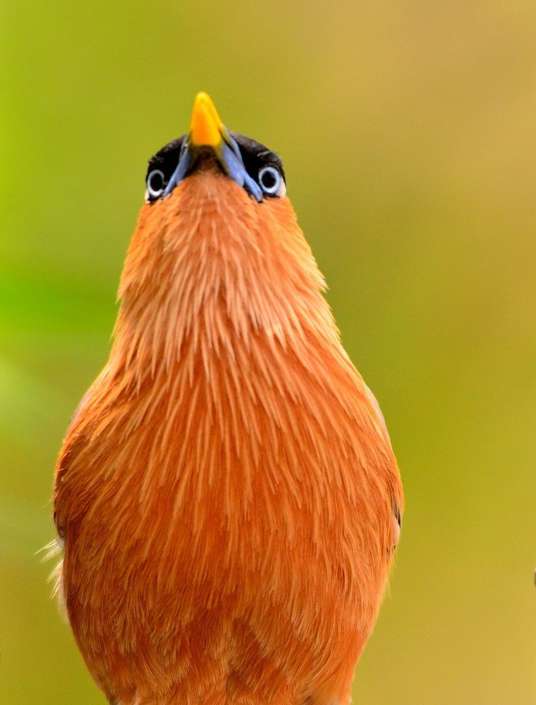 Brahminy Starling
