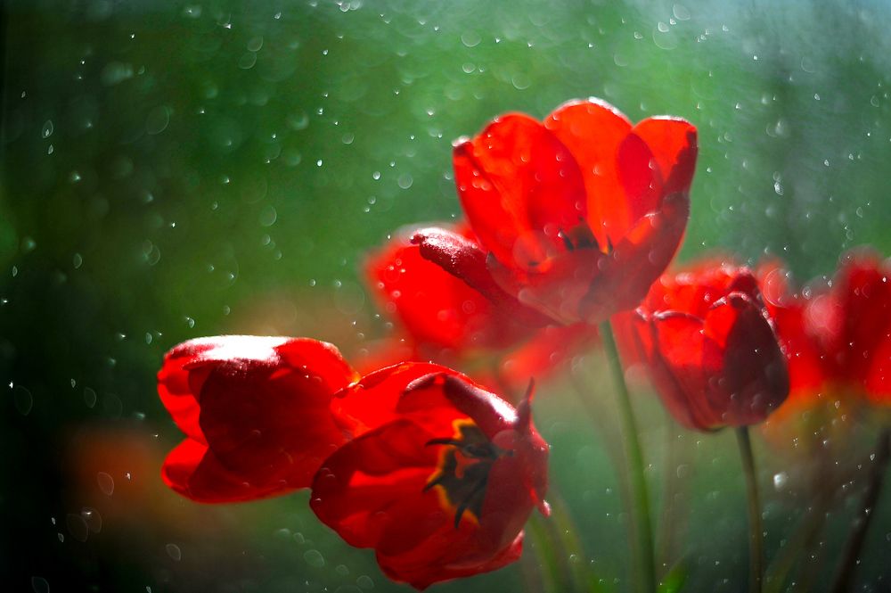 Тюльпаны