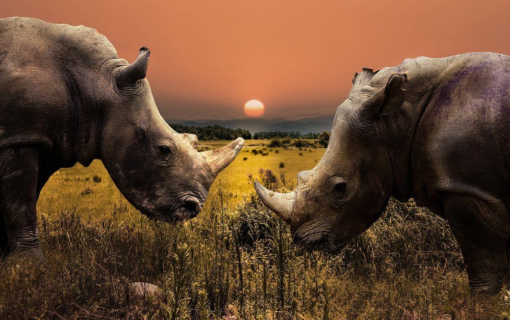 Rhinos