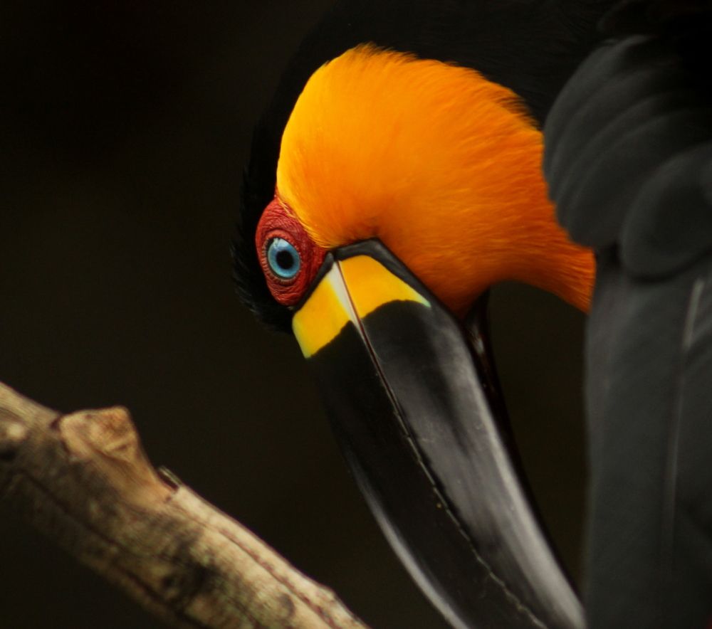 Channel-billed Toucan (Ramphastos vitellinus)