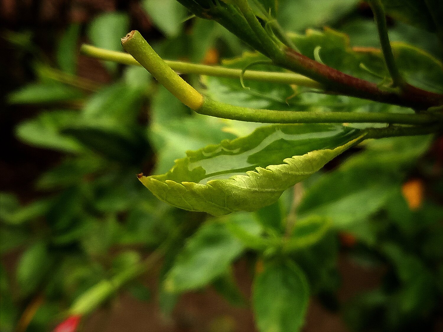 nurtured_nature