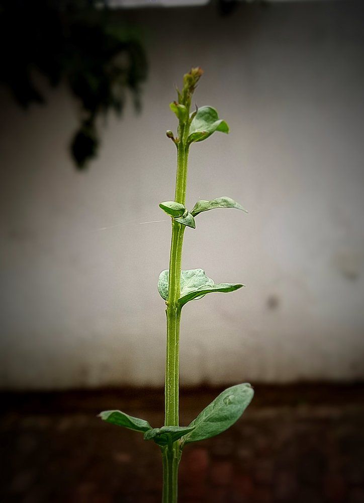 nurtured_nature02