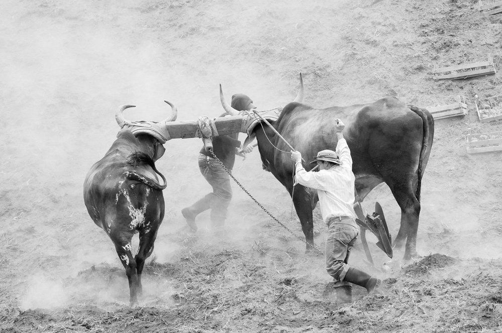 Пахота на волах