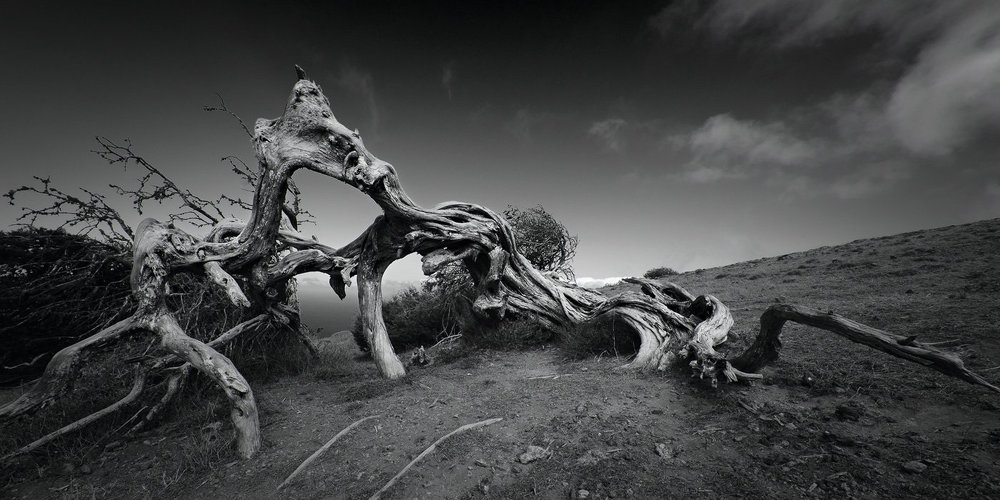 Битва драконов