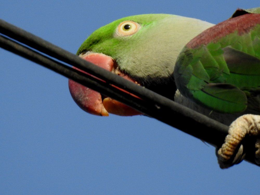 Parrot - Perched