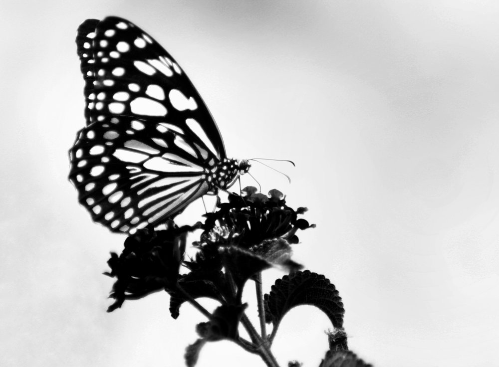 Black and White side of Nature