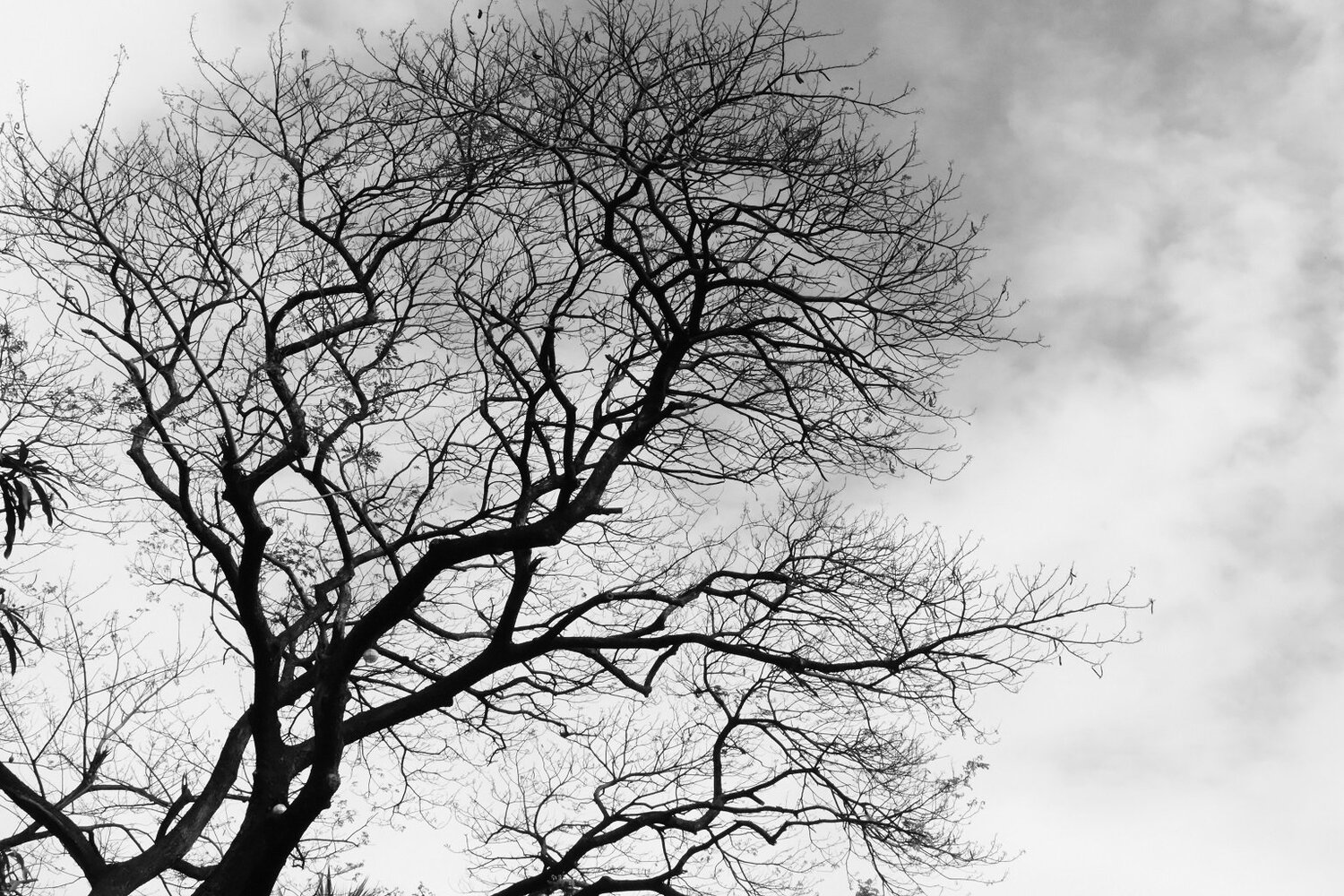 Dead Tree