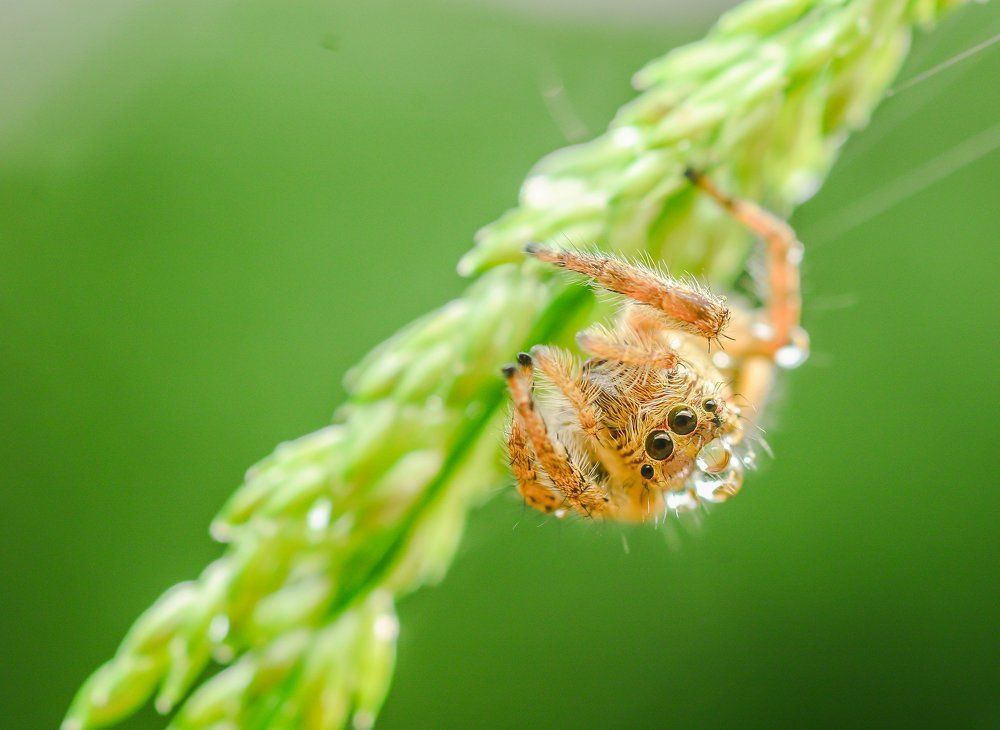 Jumping Spider
