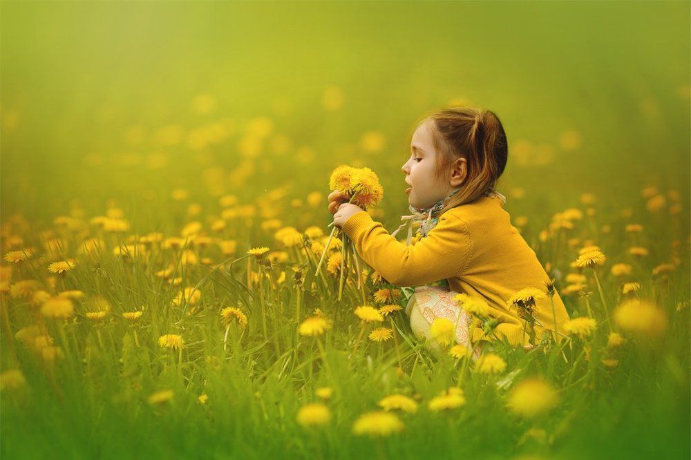 Одуванчики