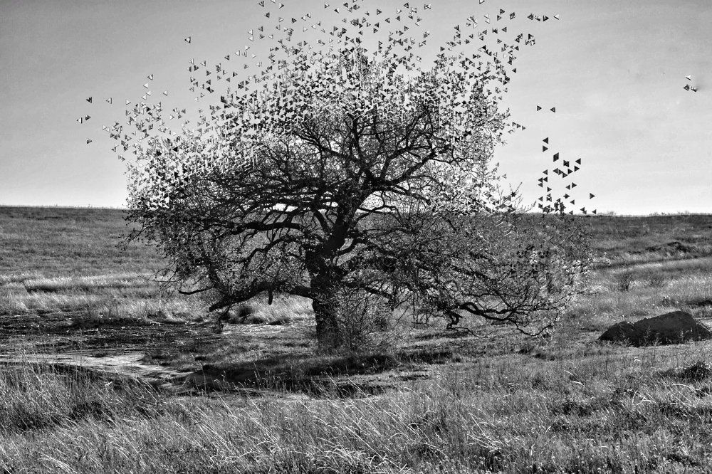 одинокий дуб