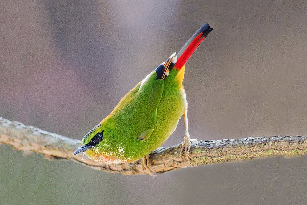 Fire tailed myzornis