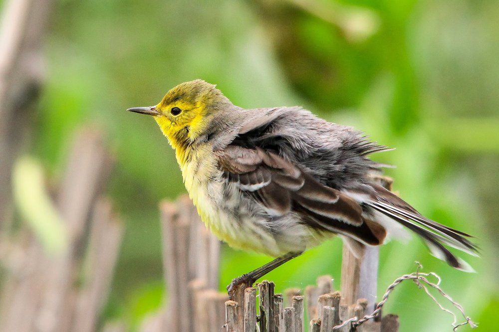 Citrine Wagtail Bird