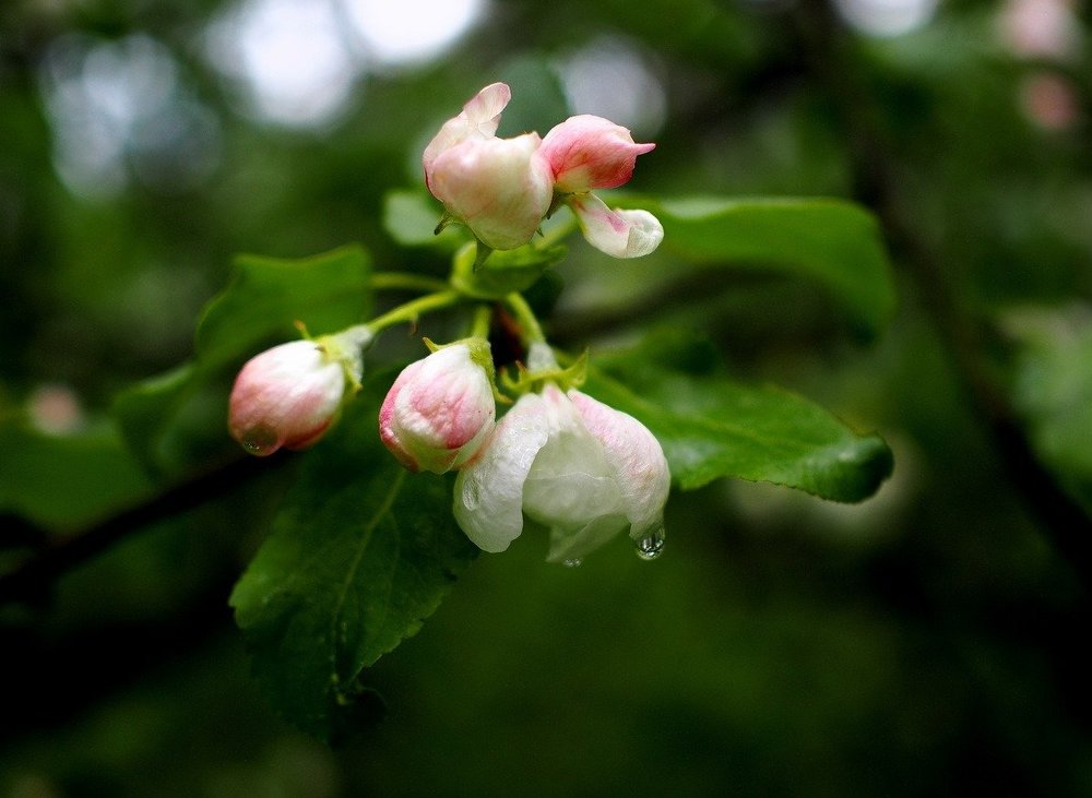 Яблоневый цвет