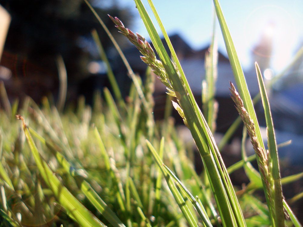 Купаясь в лучах света