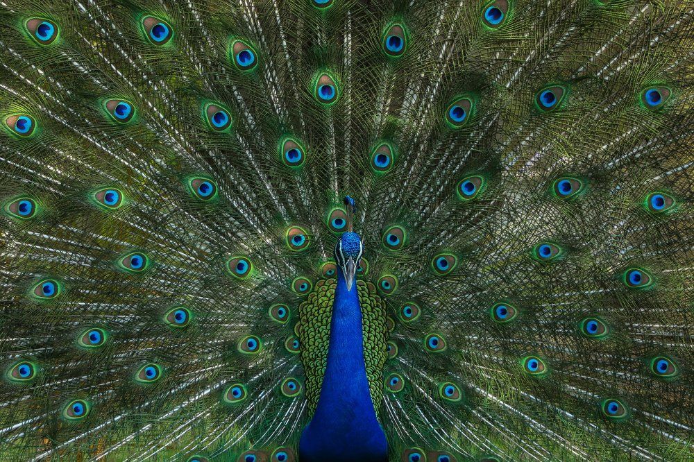 Peafowl