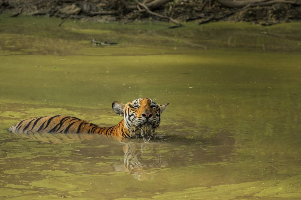 Cooling off the heat