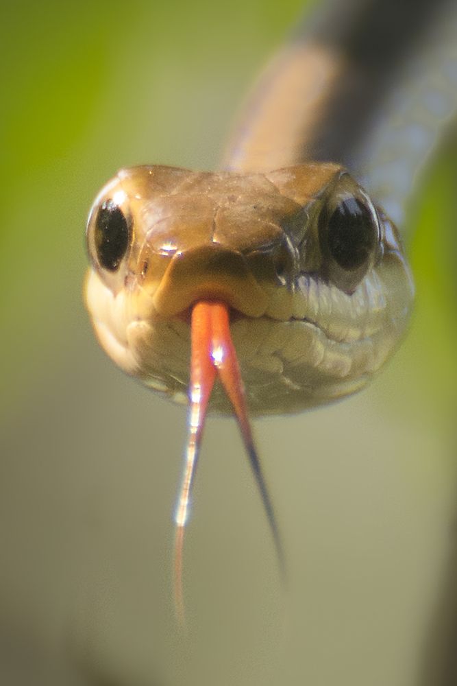 Portrait Of Painted Bronzeback
