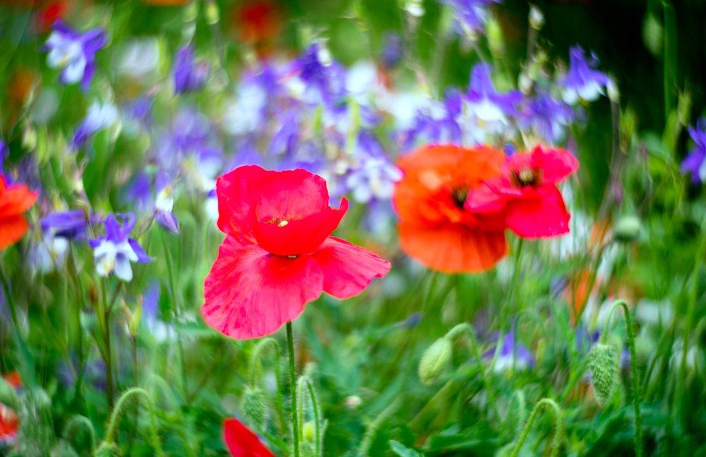 разнотравье, маки